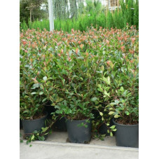 Photinia little red robin 50/+ - pot de 10 litres