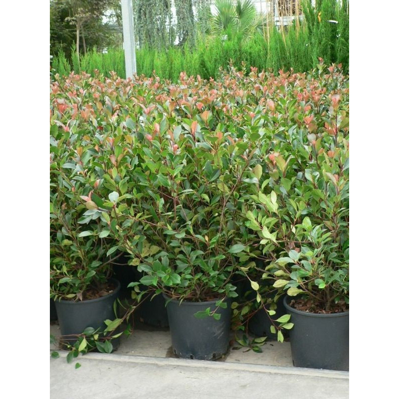Photinia little red robin 50/+ Photinia little red robin 50/+