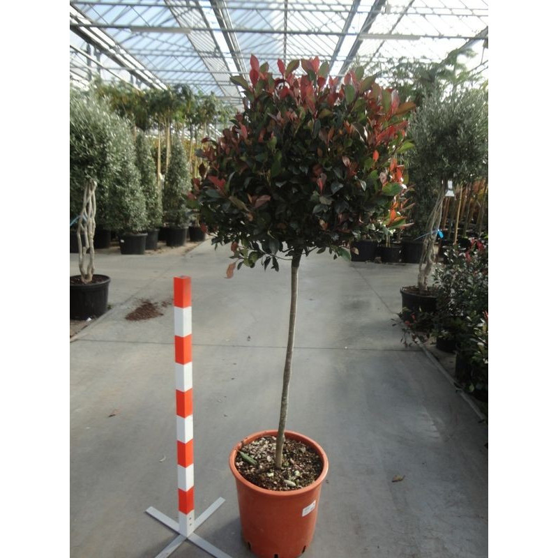 Photinia little red robin' mini tige'