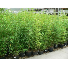 phyllostachys auréa 120/+