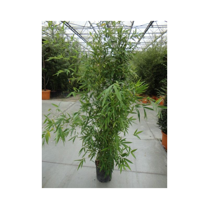 Phylostachys auréa 150/+ Phylostachys auréa 150/+