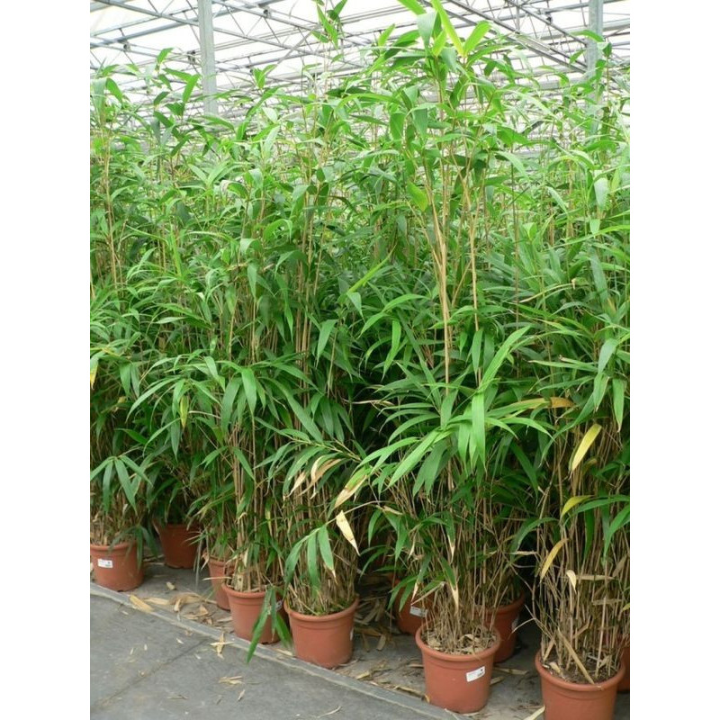 Pseudo sasa japonica Pseudo sasa japonica