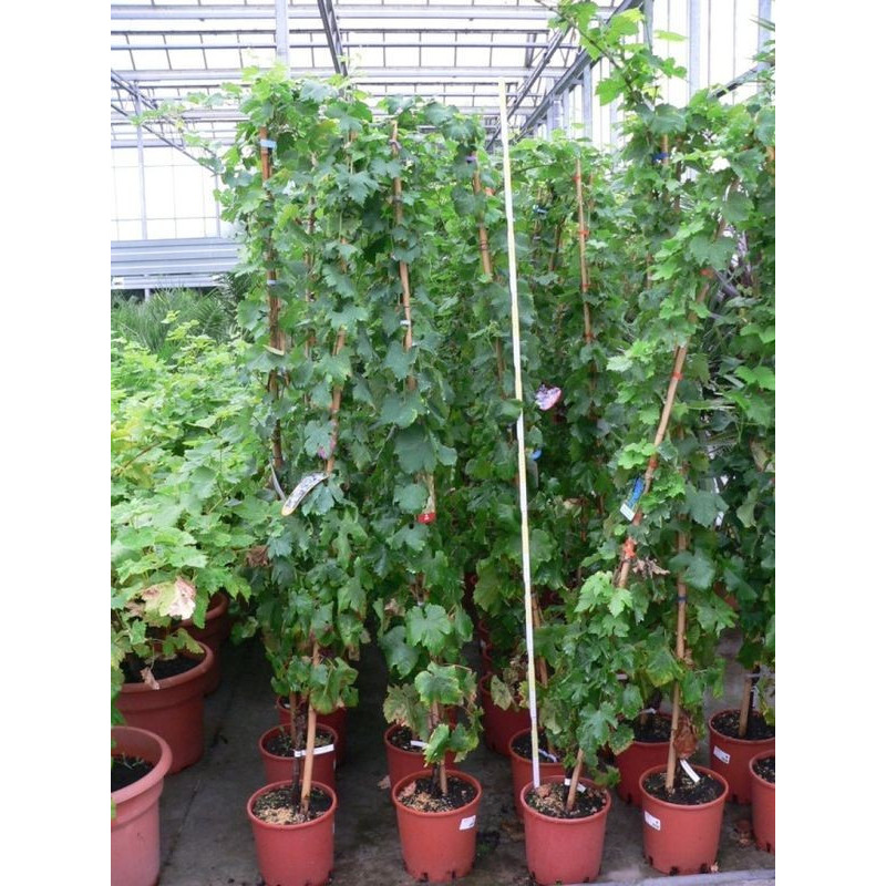 Vitis - vigne deco 200/+ Vitis - vigne deco 200/+