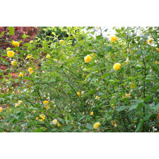 Kerria japonica( coréte du japon )