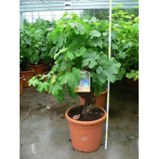 Vitis - vigne deco bonzaï  35l