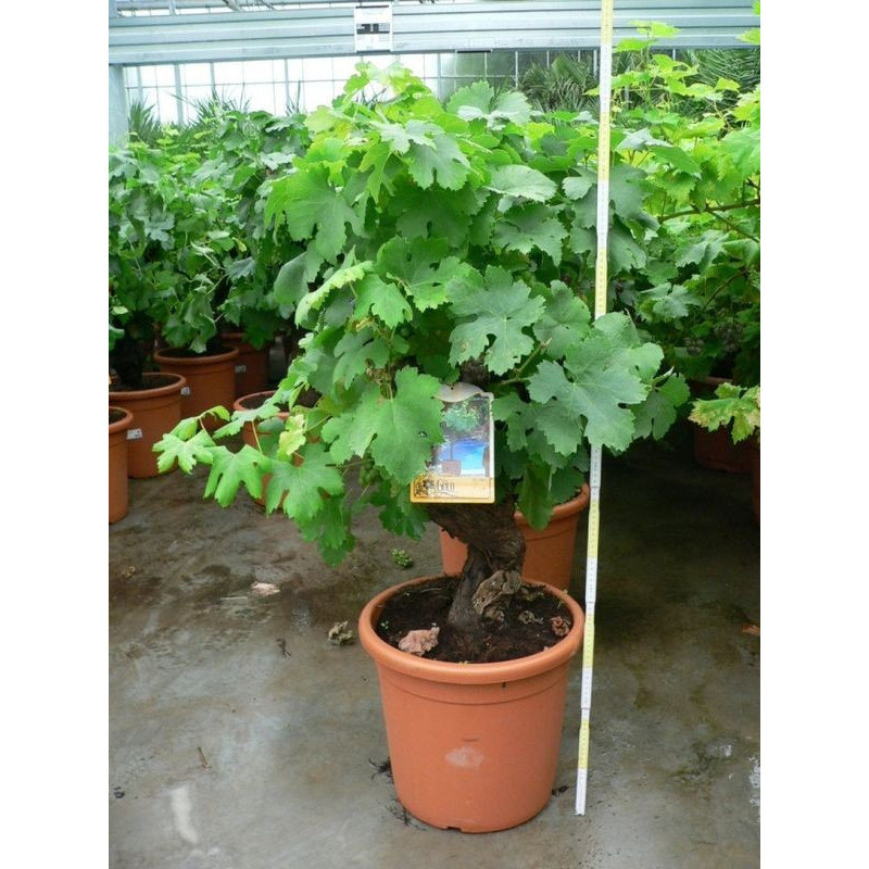 Vitis - vigne deco bonzaï 35l Vitis - vigne deco bonzaï 35l