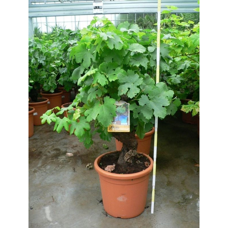 Vitis - vigne deco bonzaï  35l