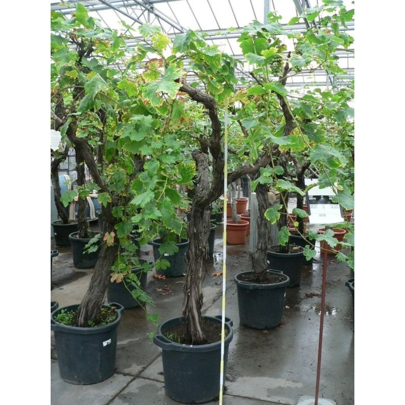 Vitis - vigne deco tronc 18/+ Vitis - vigne deco tronc 18/+