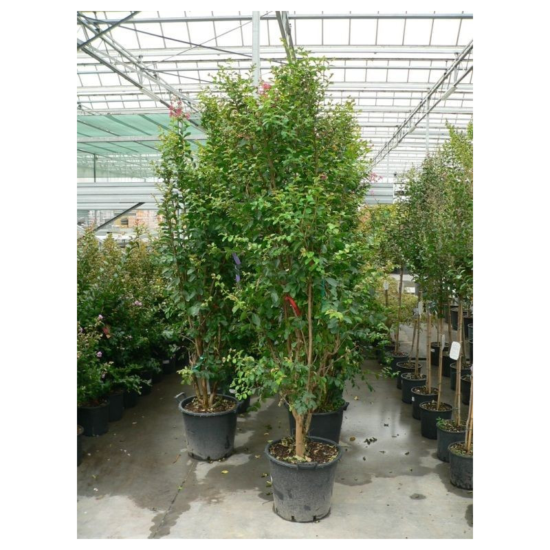 Lagerstroemia indica 200/+ gros sujet