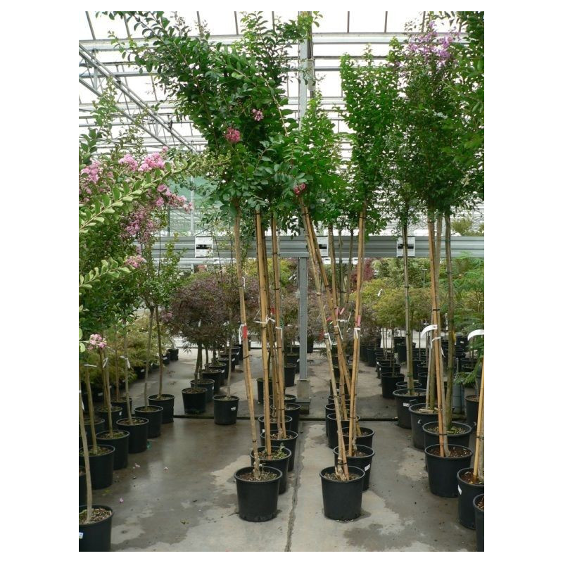 Lagerstroemia indica tige 6/+