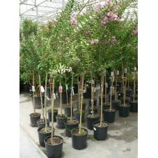 Lagerstroemia indica demi tige 8/+