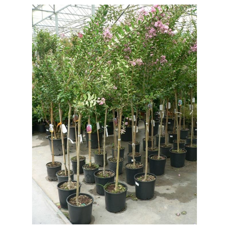 Lagerstroemia indica demi tige 8/+