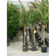 Lagerstroemia indica demi tige 6/+