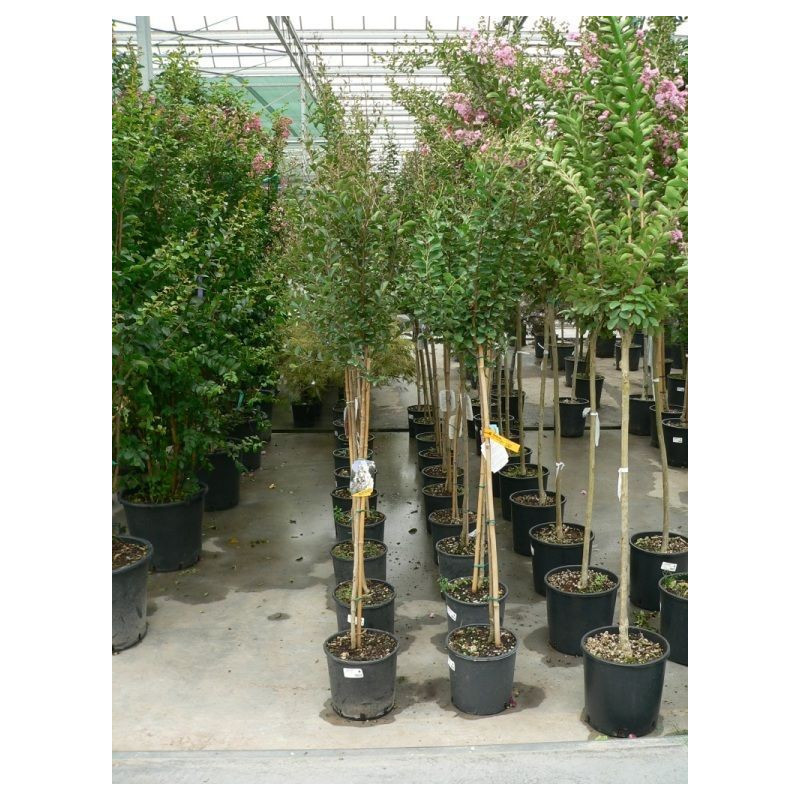 Lagerstroemia indica demi tige 6/+