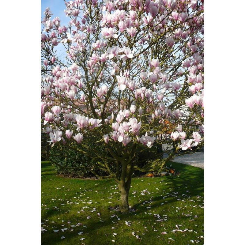 Magnolia soulangiana