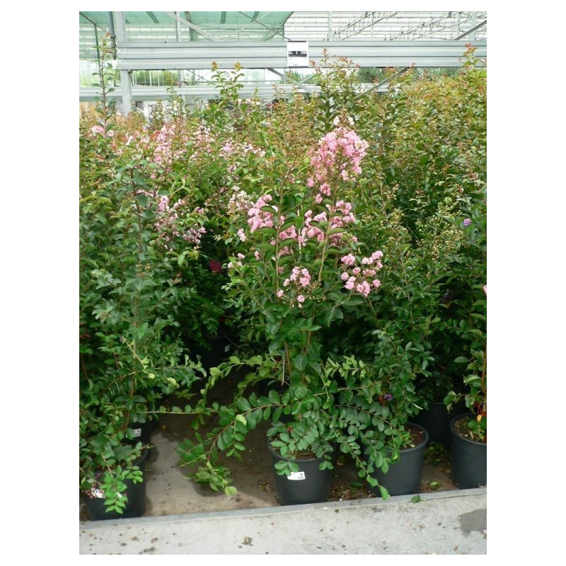 Lagerstroemia indica 100/+ Lagerstroemia indica 100/+