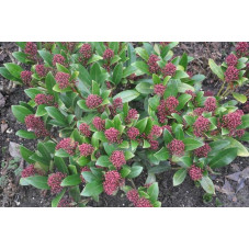 Skimmia japonica 