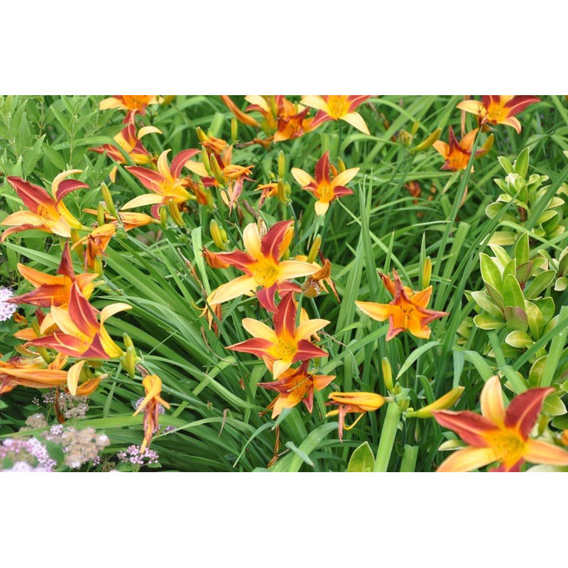 Hemerocallis