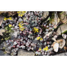 Sedum spathulifolium purpuréum  