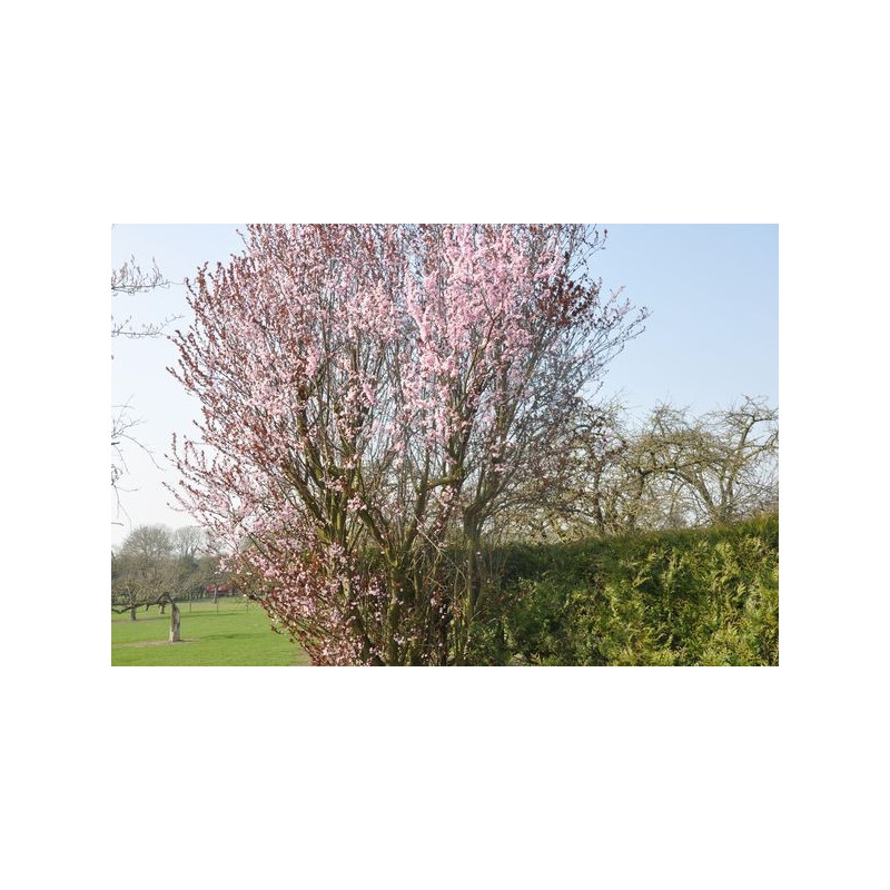 Prunus pissardi nigra