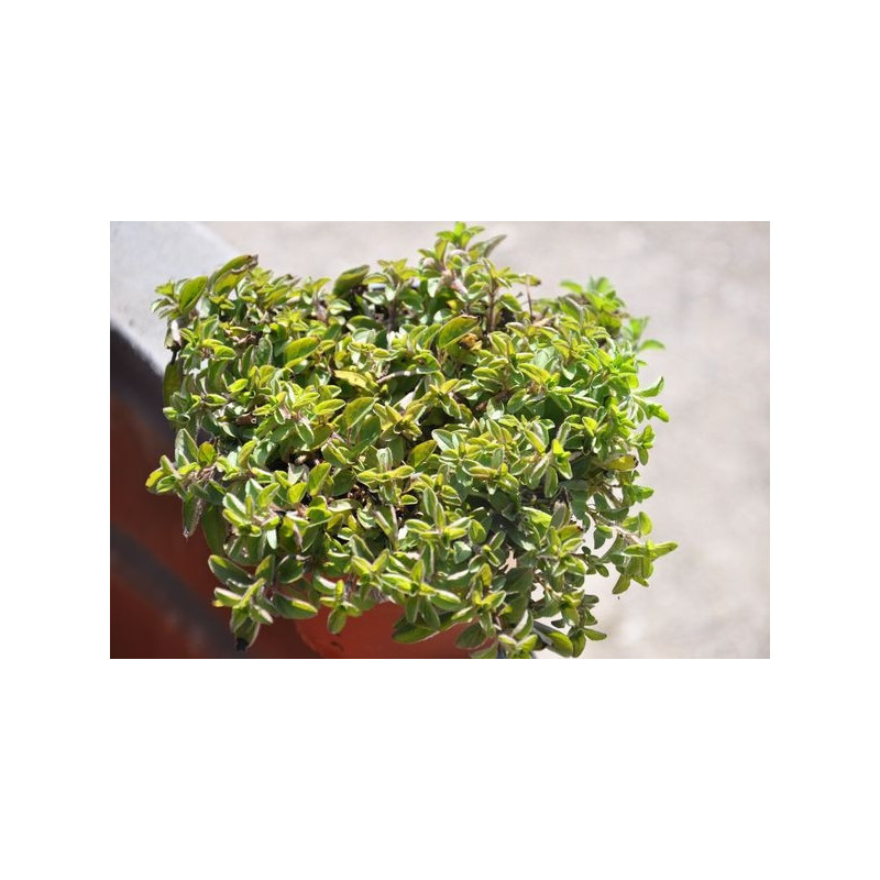 Origane compact - Origanus vulgare compactum Origane compact - Origanus vulgare compactum