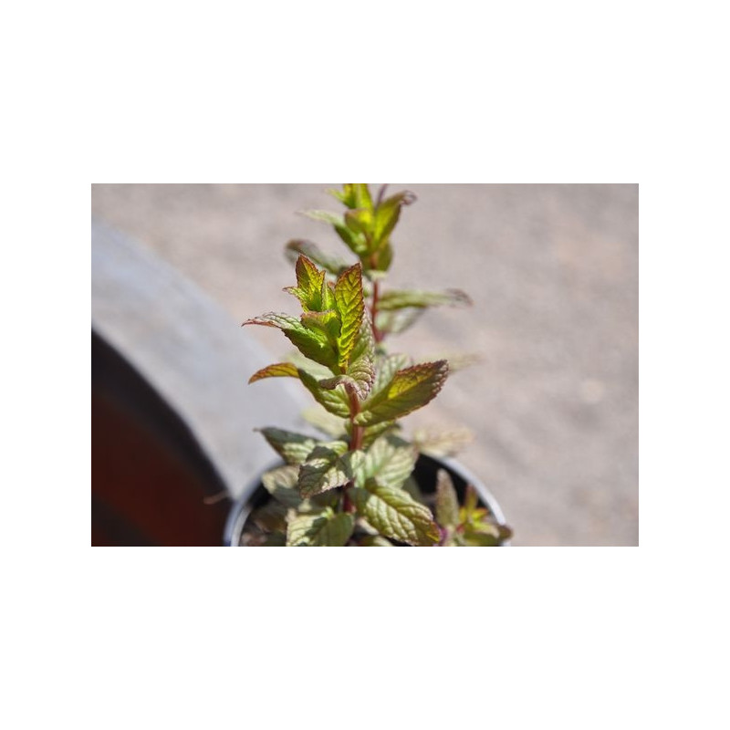 Menthe poivrée  - Mentha spicata