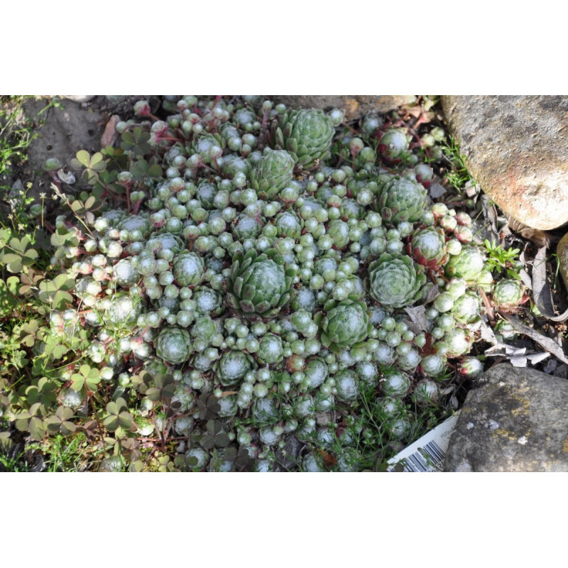 Sempervivum arachnoideum Sempervivum arachnoideum