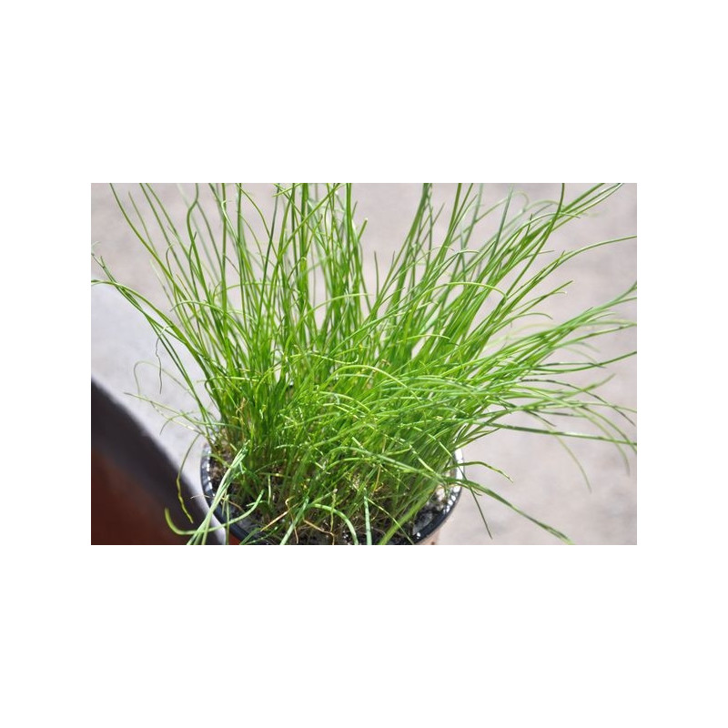 Ciboulette  -  Allium schoenoprasum
