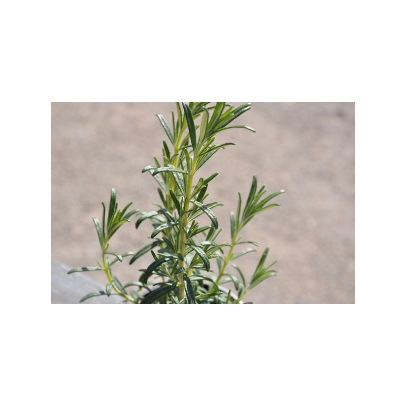 Romarin  - Rosmarinus officinalis