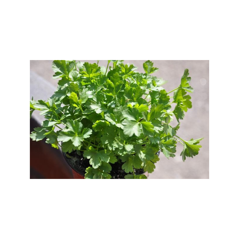 Persil plat - Petroselinum crispum neapolitanum Persil plat - Petroselinum crispum neapolitanum