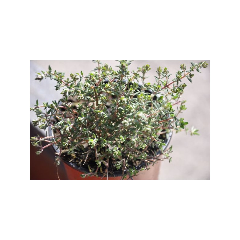 Thym orange - Thymus fragrantissima Thym orange - Thymus fragrantissima