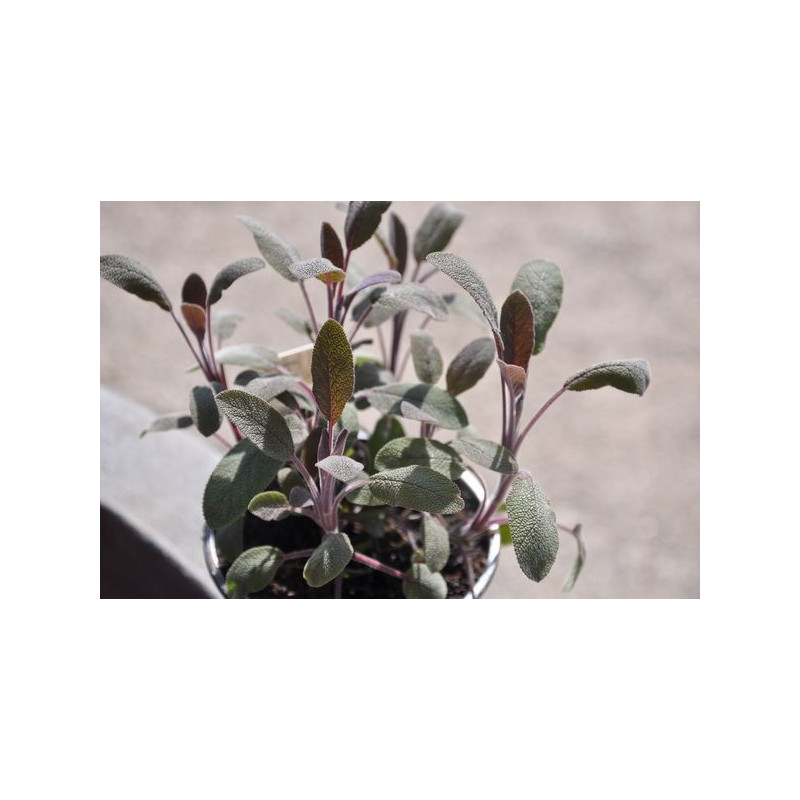 Sauge à feuilles rouges - Salvia purpurascens