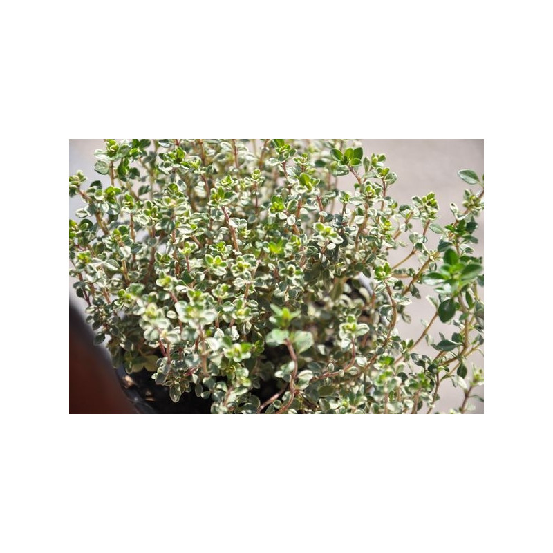 Thym argenté - Thymus citri. silver queen Thym argenté - Thymus citri. silver queen