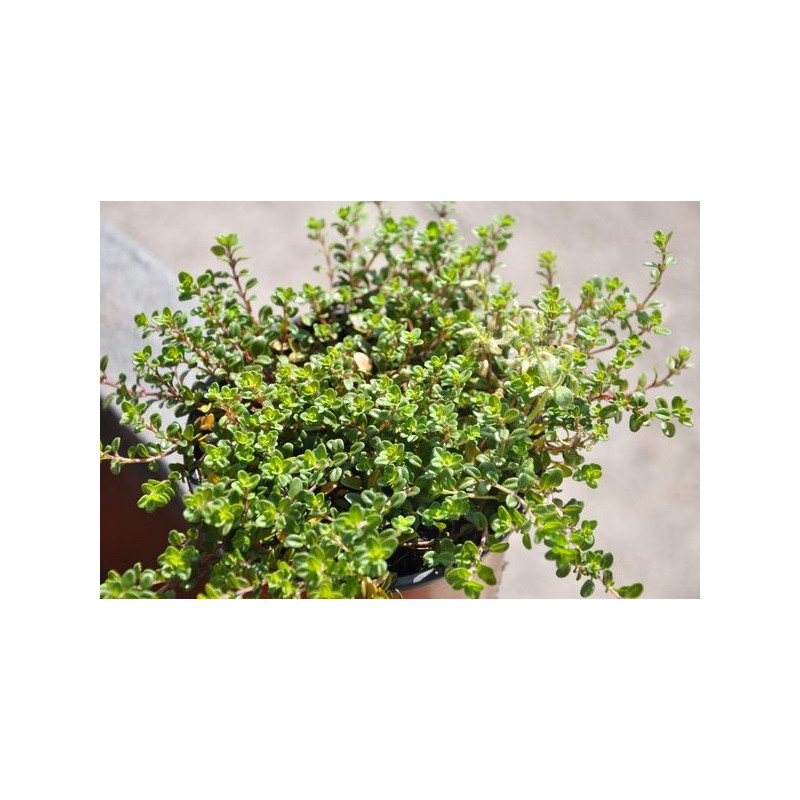 Thym doré - Thymus citriodorus aurea Thym doré - Thymus citriodorus aurea