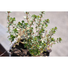 Thym citron  - Thymus citriodorus