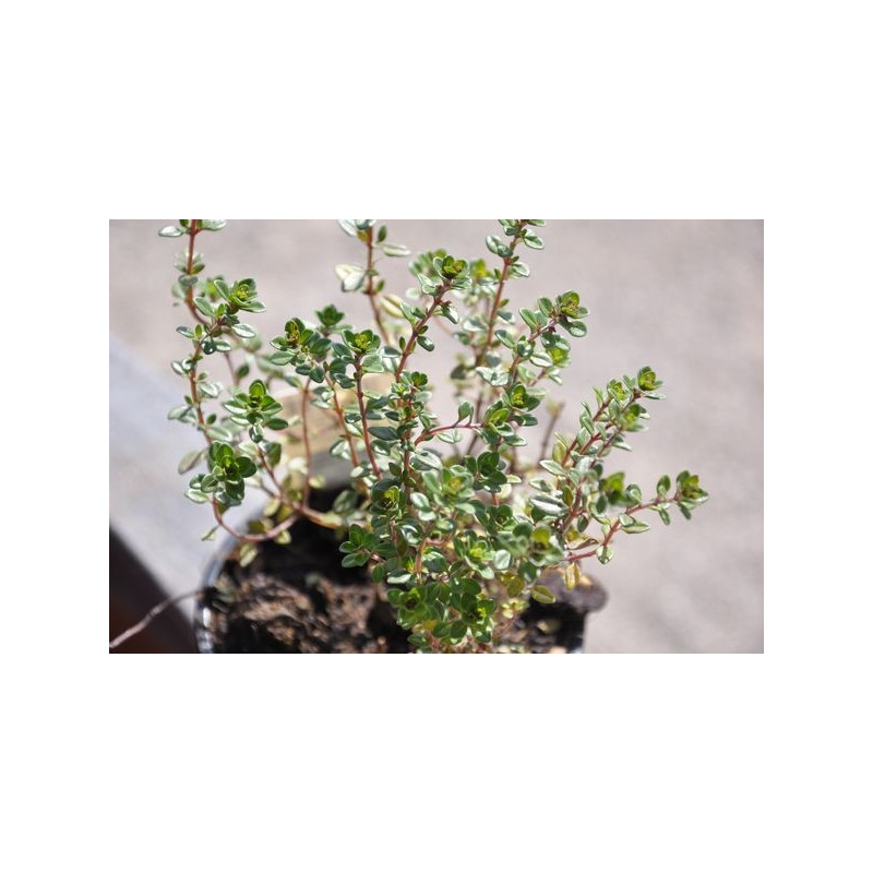 Thym citron - Thymus citriodorus Thym citron - Thymus citriodorus