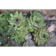 Sempervivum calcaréum