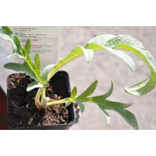 Artichaut commun  - Cynara scolymus