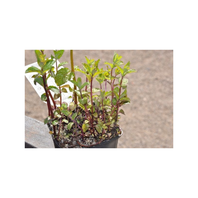 Menthe poivrée - Mentha piperata Menthe poivrée - Mentha piperata