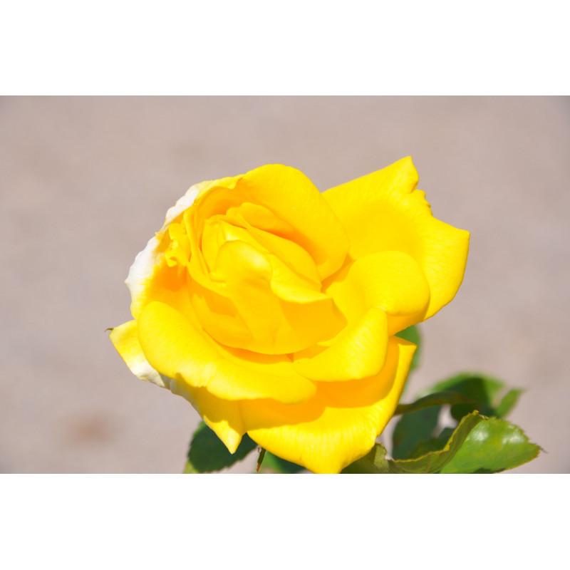 Rosier jaune polyantha  - all gold 