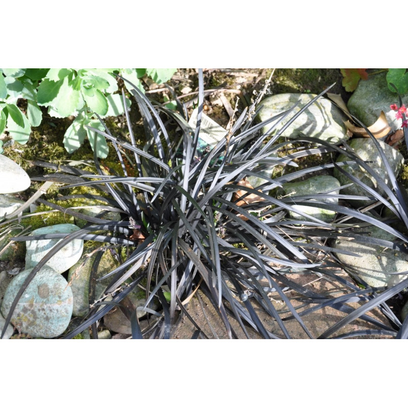 Ophiopogon planiscapus "nigrescens"