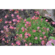 Saxifrage - Saxifraga 