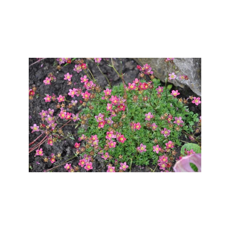 Saxifrage - Saxifraga 