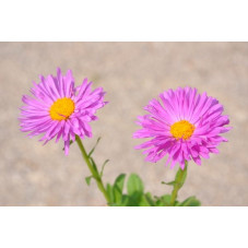 Aster alpinus