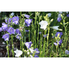Campanula persicifolia