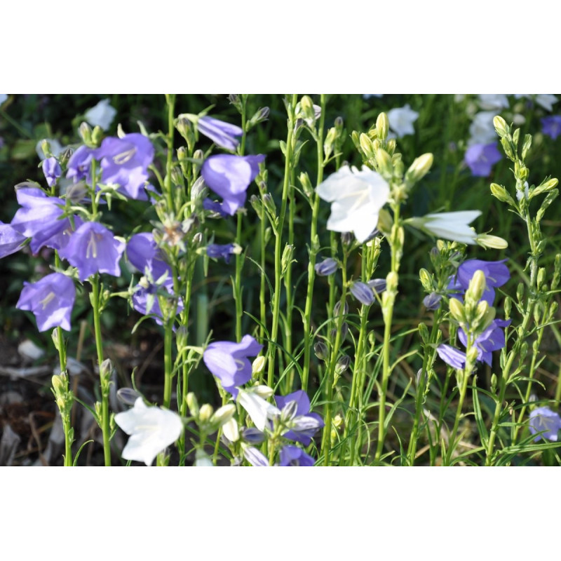 Campanula persicifolia