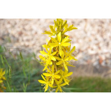 Asphodeline lutéa