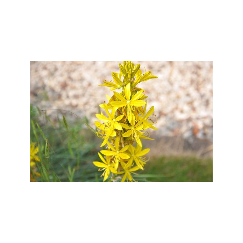 Asphodeline lutéa Asphodeline lutéa