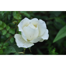 Rosier blanc à grosses fleurs - Mont blanc