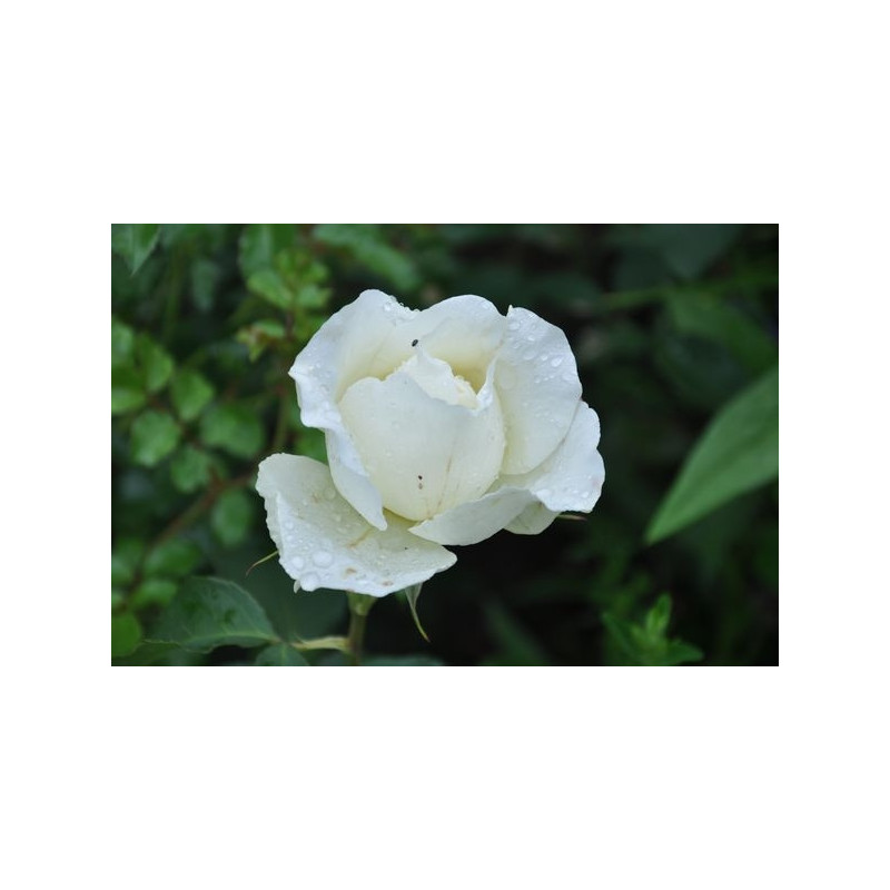 Rosier blanc à grosses fleurs - Mont blanc